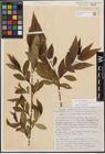 Foto von Salix excelsa S. G. Gmel. x Salix pentandra L.